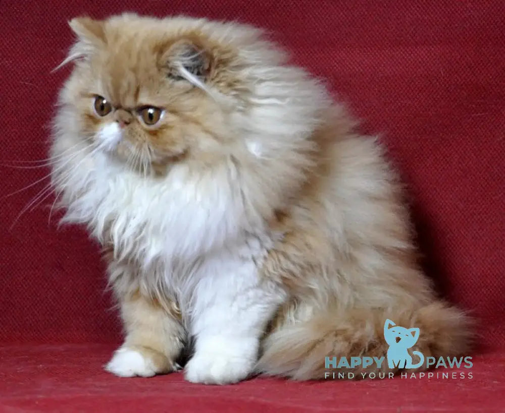 Dendi Persian male red tabby with white live animals