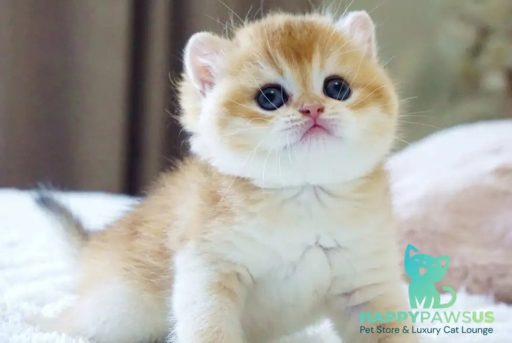 Deni British Shorthair male black golden chinchilla - live animals