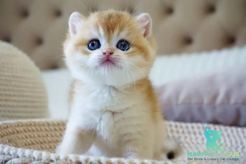 Deni British Shorthair male black golden chinchilla - live animals