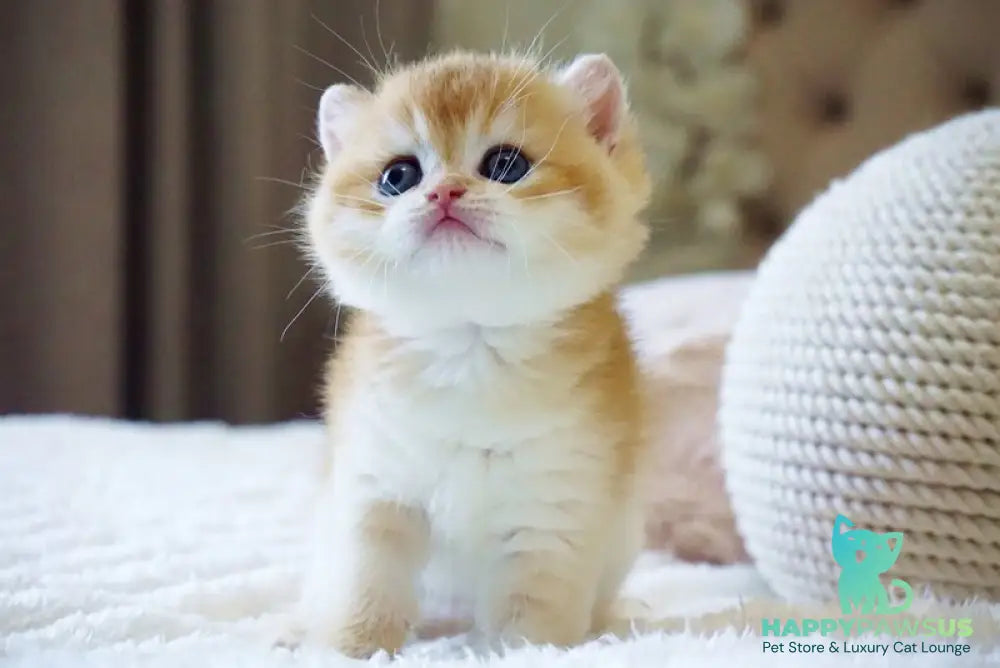 Deni British Shorthair male black golden chinchilla - live animals
