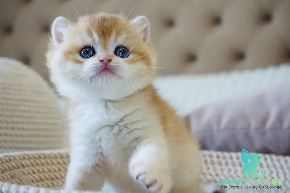 Deni British Shorthair male black golden chinchilla - live animals