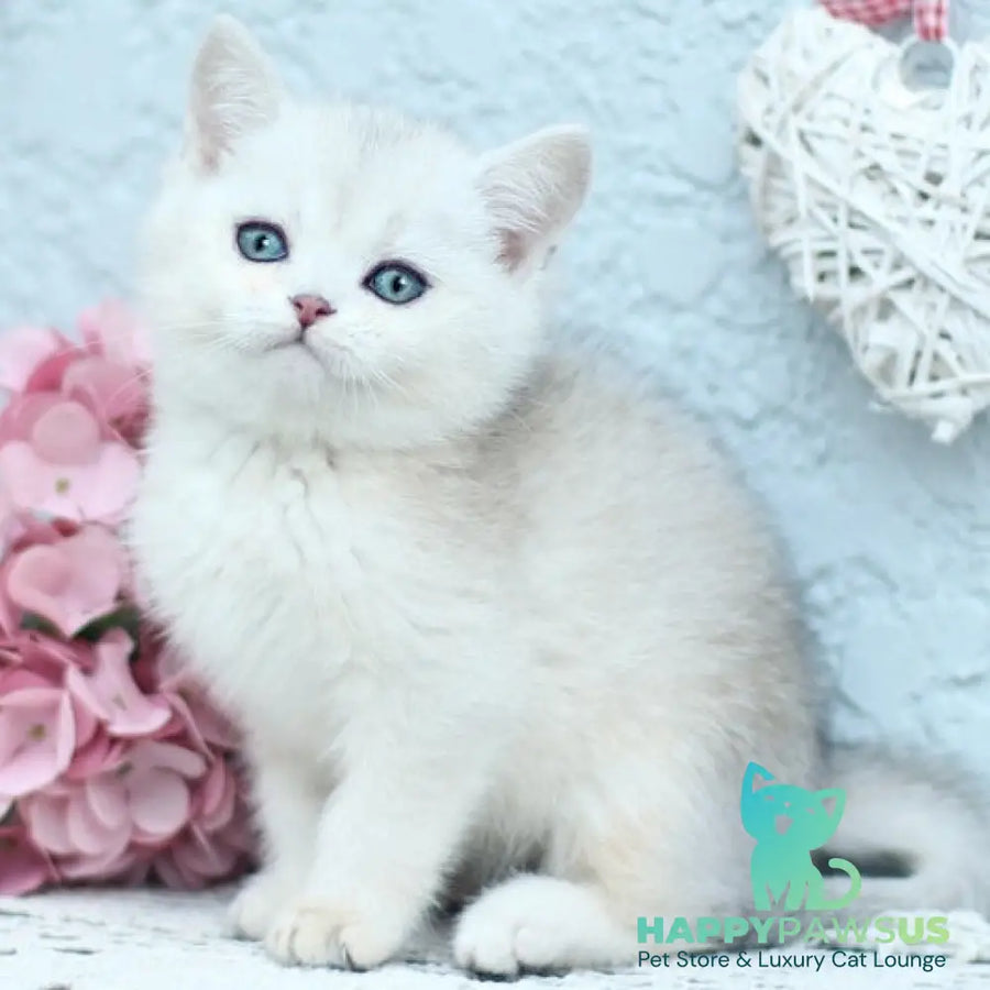 Deni British Shorthair male black silver shaded - live animals