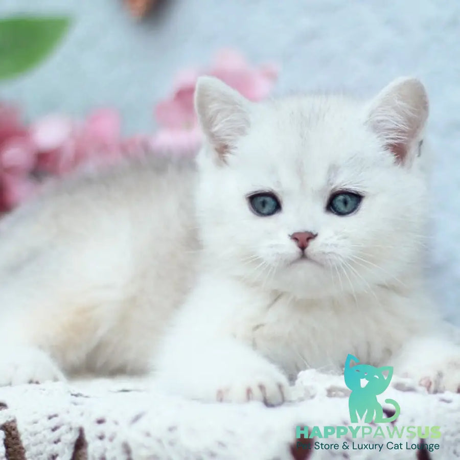 Deni British Shorthair male black silver shaded - live animals