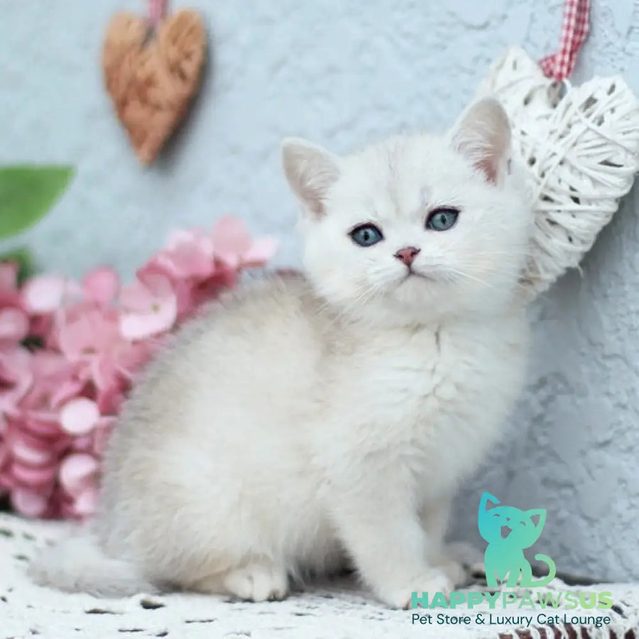 Deni British Shorthair male black silver shaded - live animals
