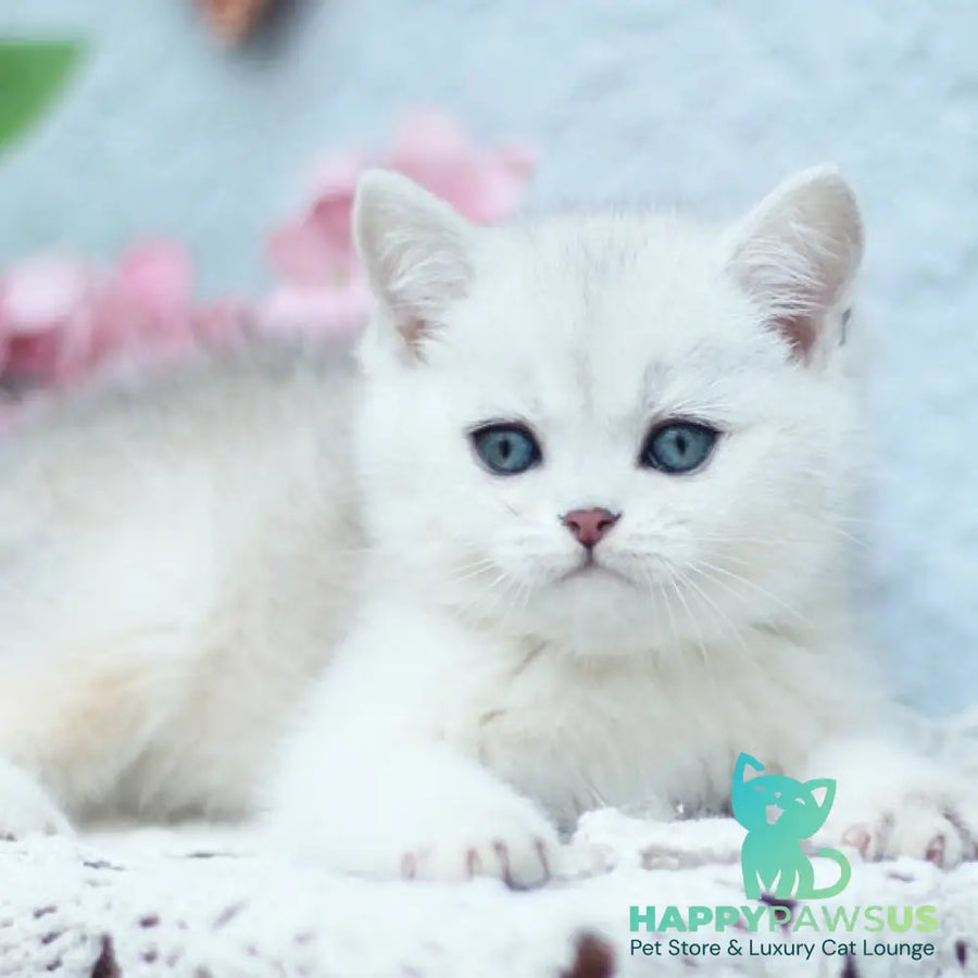 Deni British Shorthair male black silver shaded - live animals