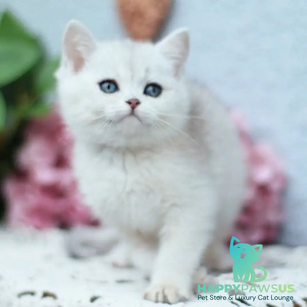 Deni British Shorthair male black silver shaded - live animals