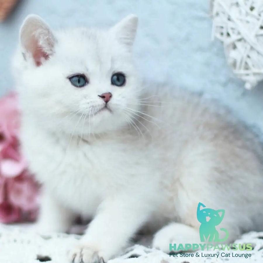 Deni British Shorthair male black silver shaded - live animals