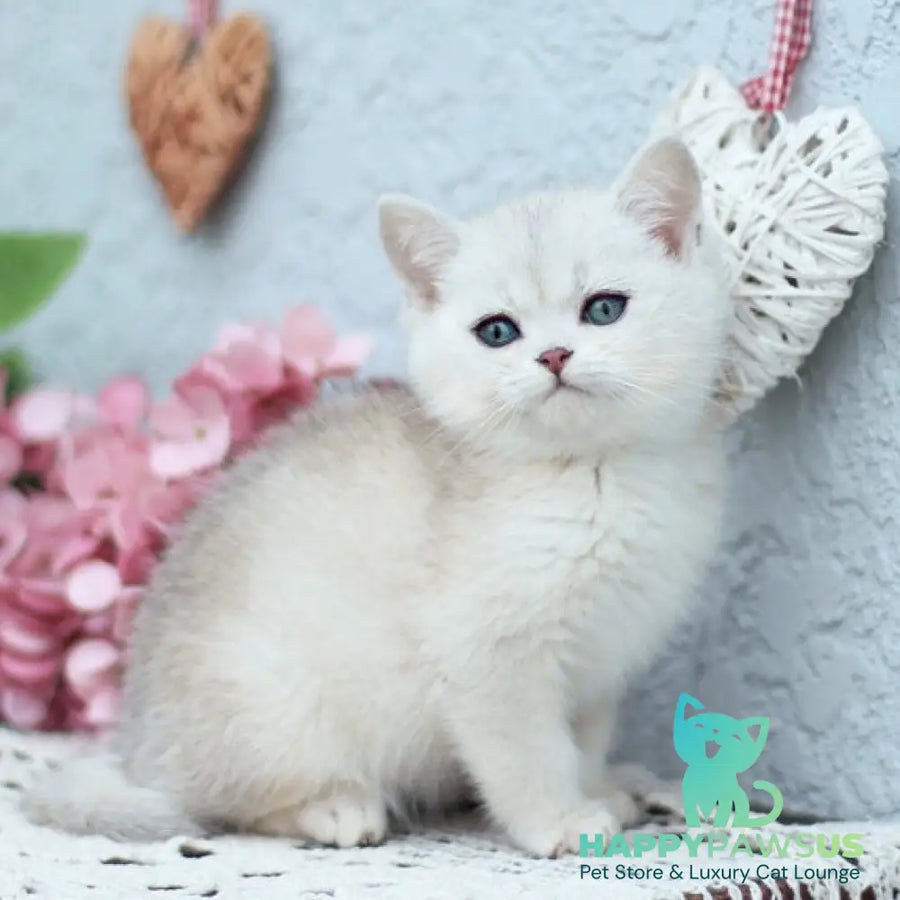 Deni British Shorthair male black silver shaded - live animals