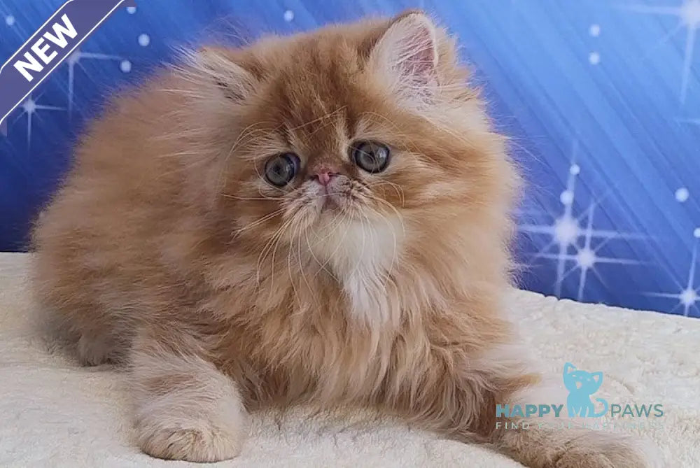 Deni Persian male red tabby live animals