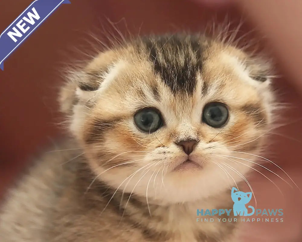 Deni Scottish Fold male black golden ticked tabby live animals