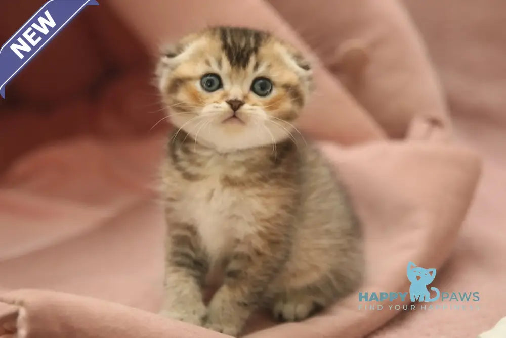 Deni Scottish Fold male black golden ticked tabby live animals