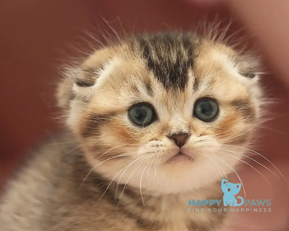 Deni Scottish Fold male black golden ticked tabby live animals