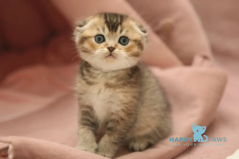 Deni Scottish Fold male black golden ticked tabby live animals