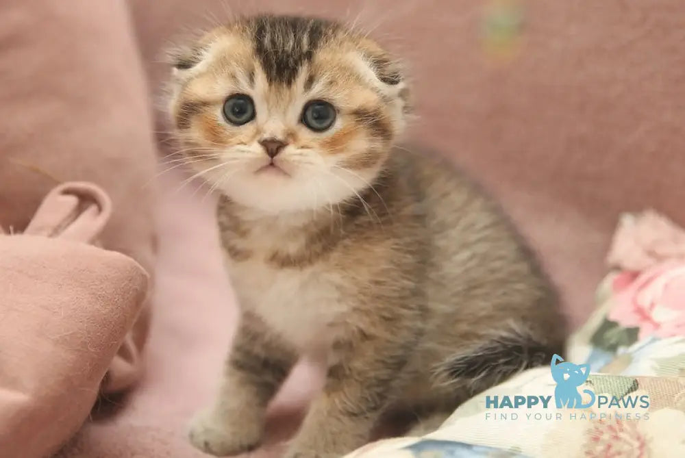 Deni Scottish Fold male black golden ticked tabby live animals