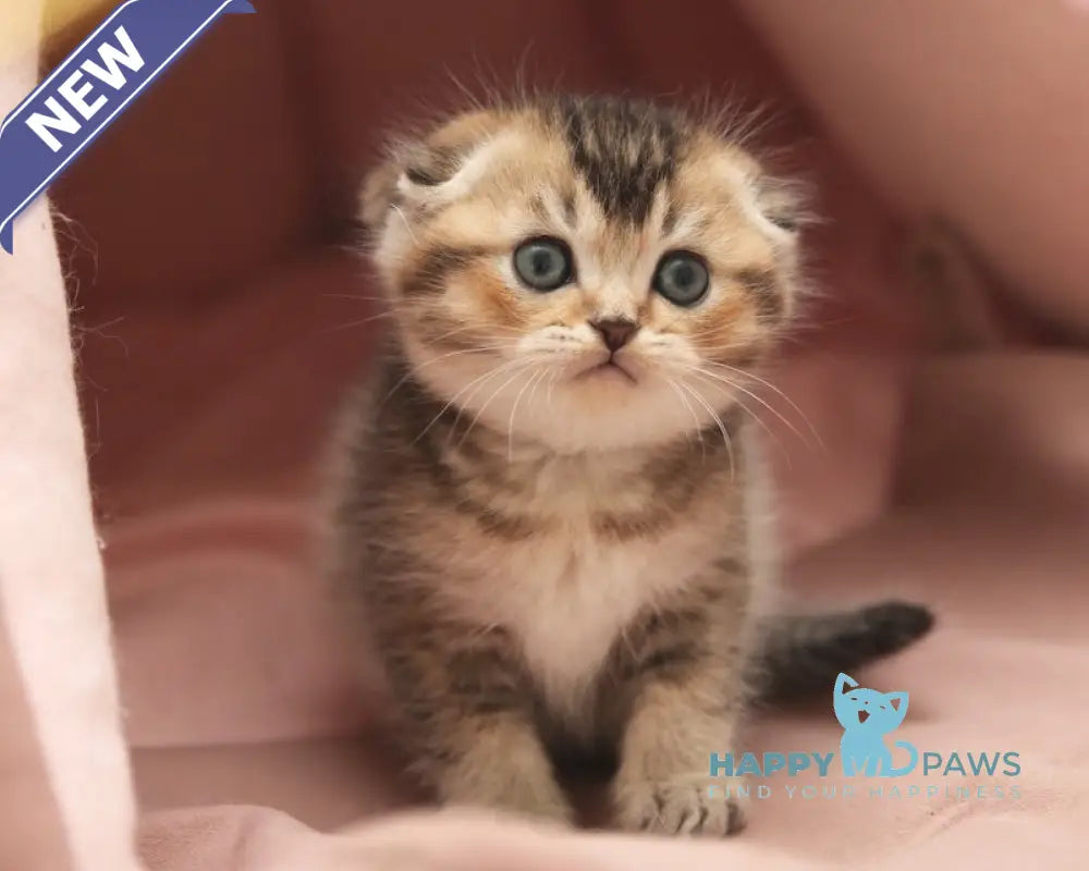 Deni Scottish Fold male black golden ticked tabby live animals