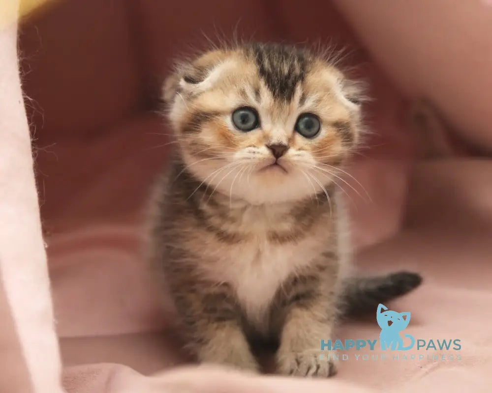 Deni Scottish Fold male black golden ticked tabby live animals