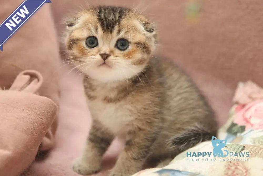 Deni Scottish Fold male black golden ticked tabby live animals