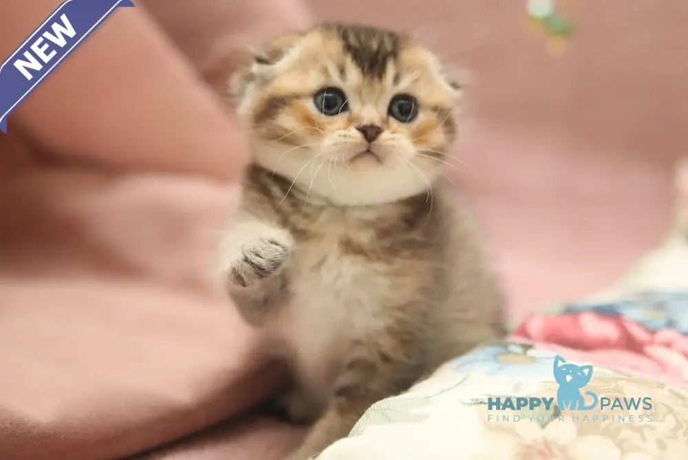 Deni Scottish Fold male black golden ticked tabby live animals