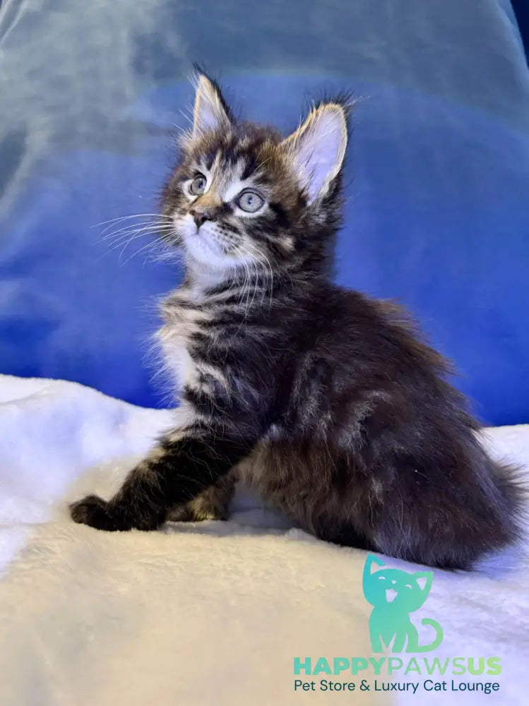 Denis Adamaris Maine Coon male black tabby live animals