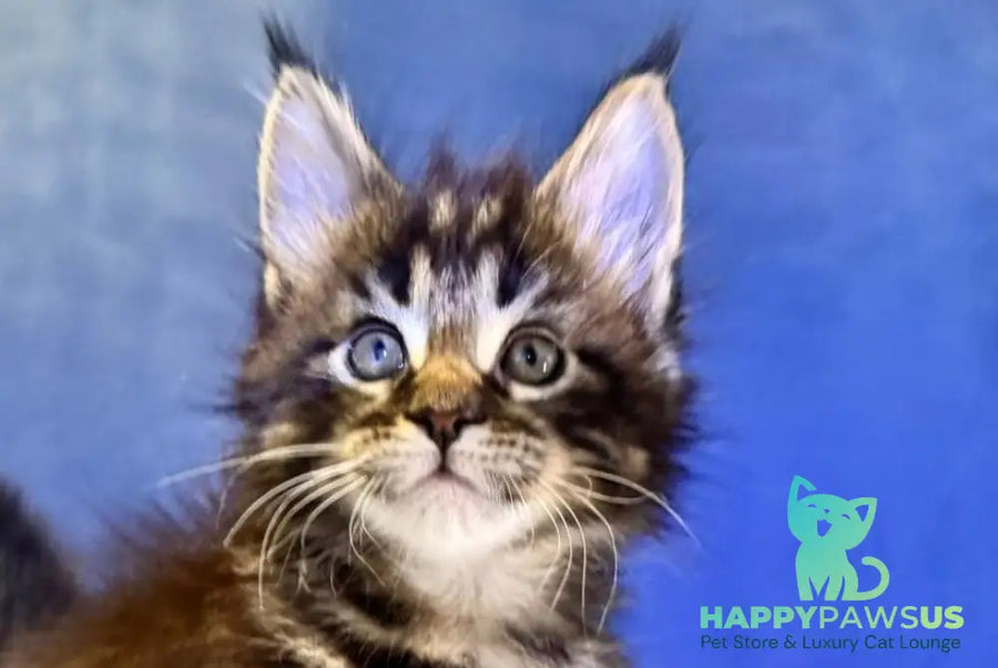 Denis Adamaris Maine Coon male black tabby live animals