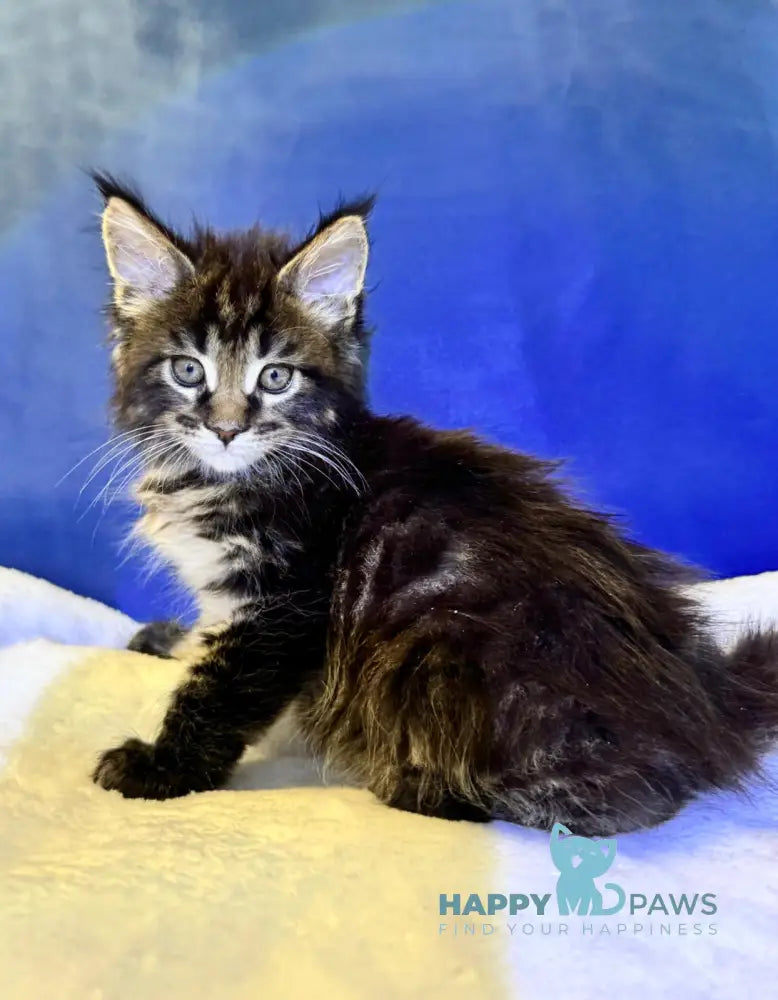 Denis Adamaris Maine Coon male black tabby live animals