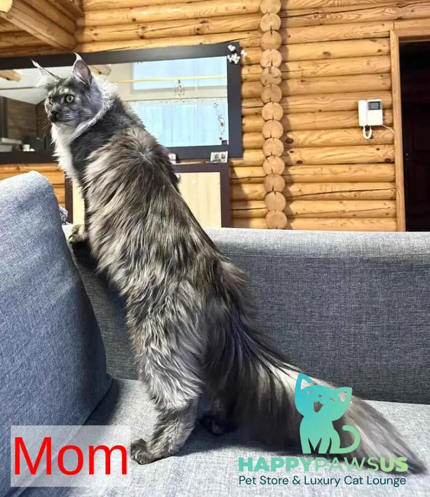 Denis Adamaris Maine Coon male black tabby live animals
