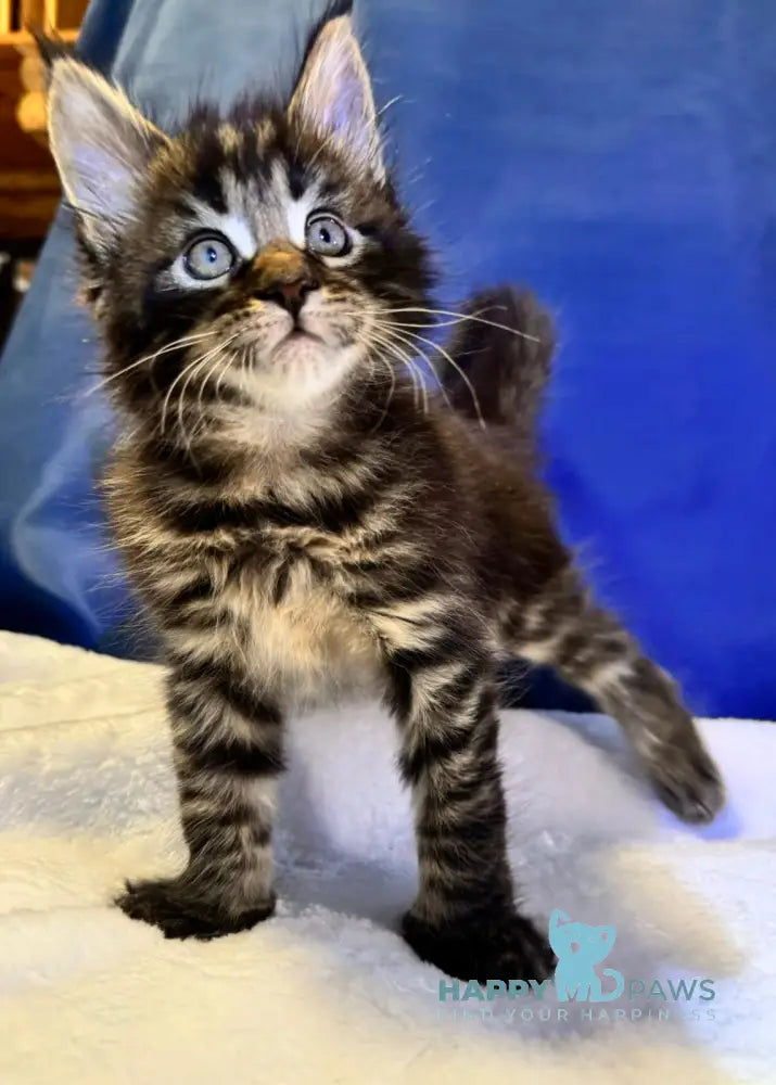 Denis Adamaris Maine Coon male black tabby live animals