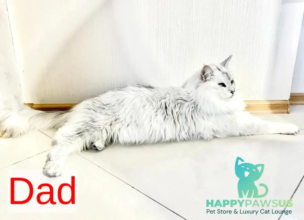 Denis Adamaris Maine Coon male black tabby live animals