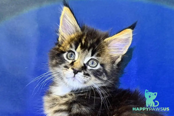 Denis Adamaris Maine Coon male black tabby live animals