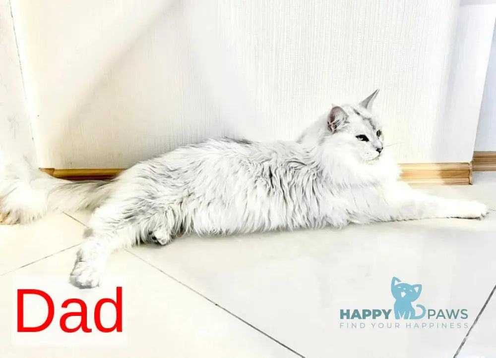 Denis Adamaris Maine Coon male black tabby live animals