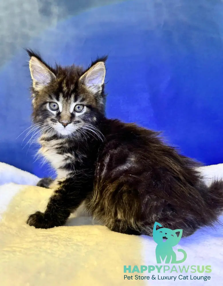 Denis Adamaris Maine Coon male black tabby live animals