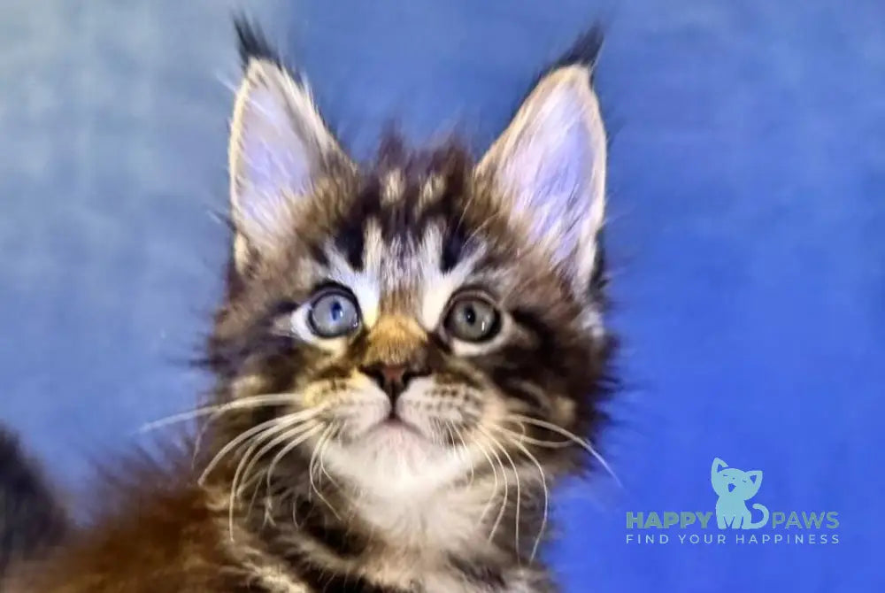 Denis Adamaris Maine Coon male black tabby live animals