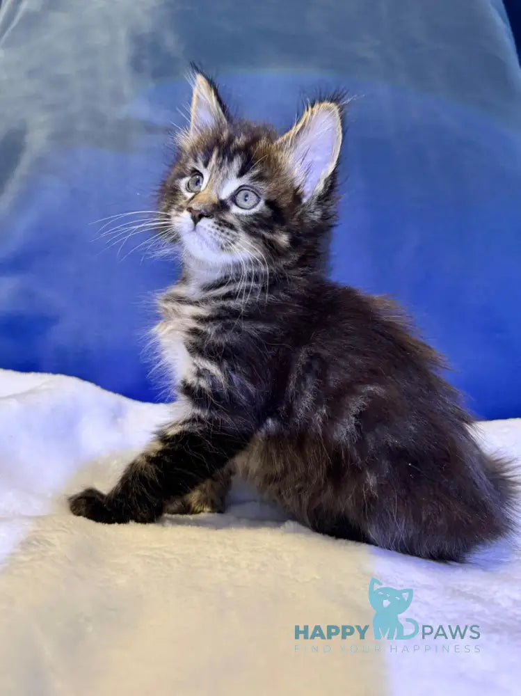 Denis Adamaris Maine Coon male black tabby live animals