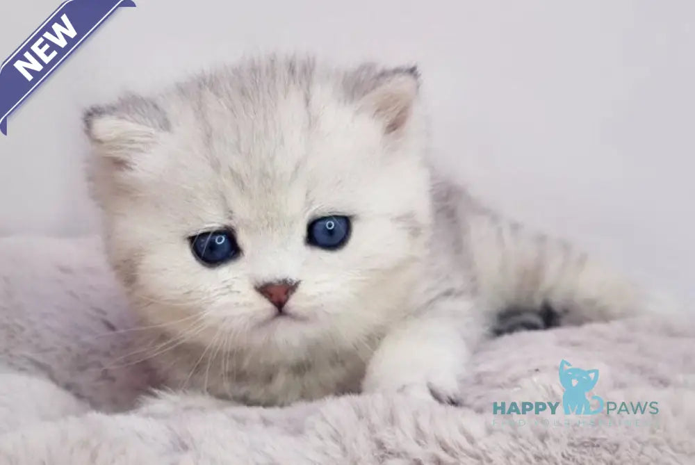 Denis British Shorthair male black silver spotted tabby live animals