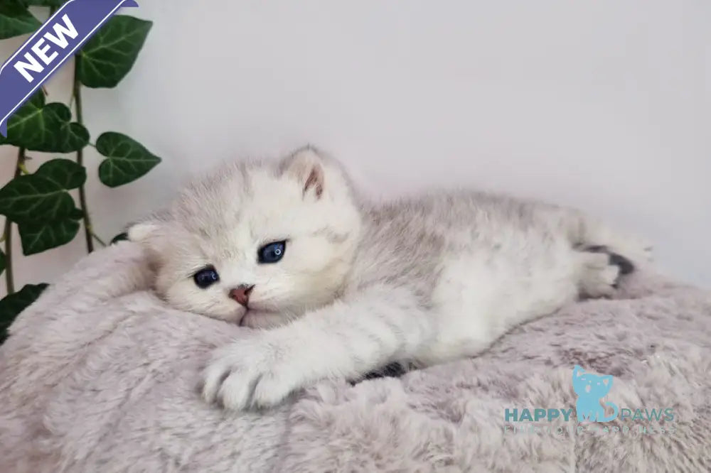 Denis British Shorthair male black silver spotted tabby live animals