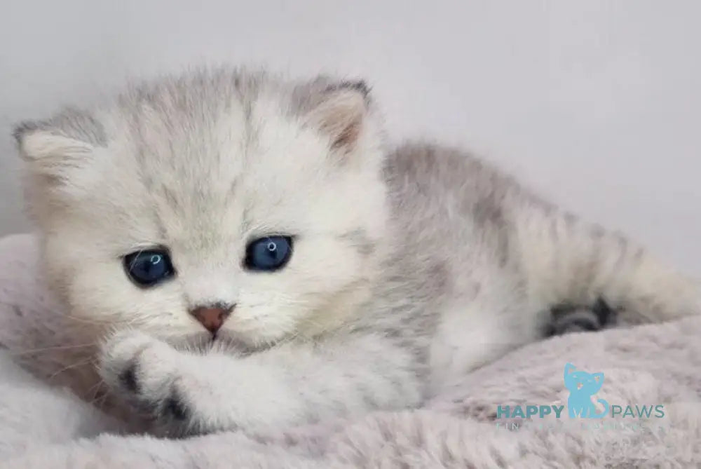 Denis British Shorthair male black silver spotted tabby live animals