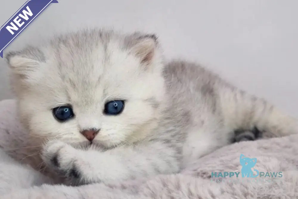Denis British Shorthair male black silver spotted tabby live animals