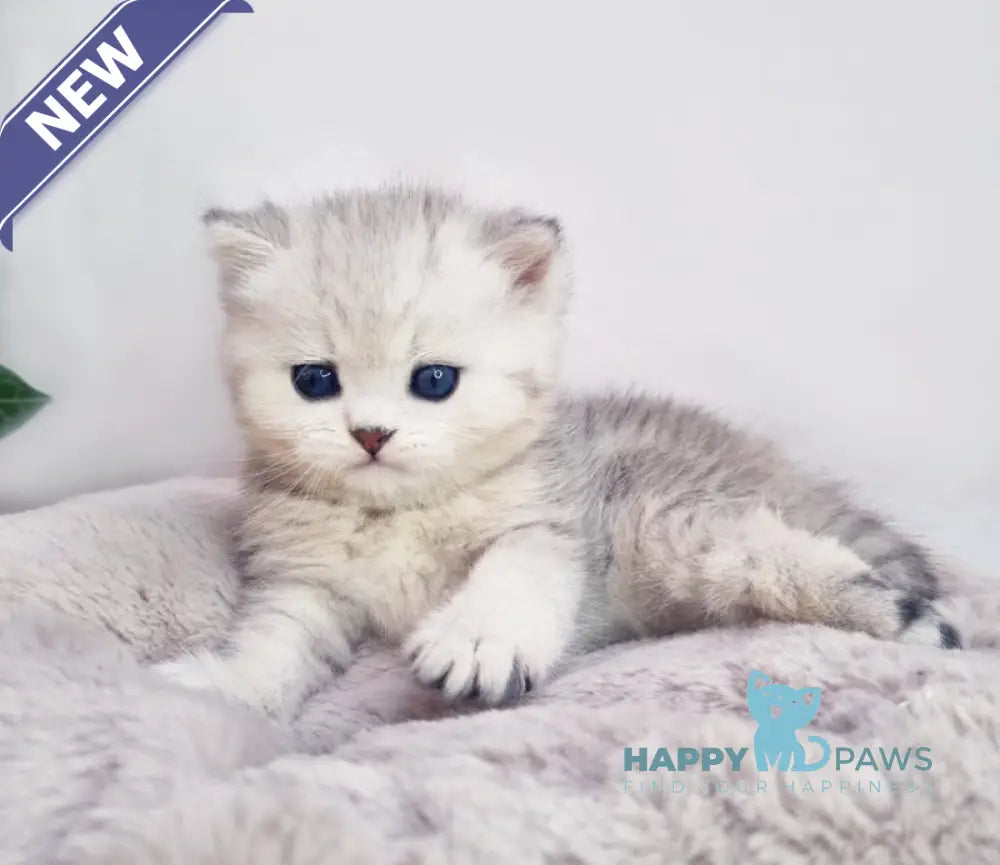 Denis British Shorthair male black silver spotted tabby live animals