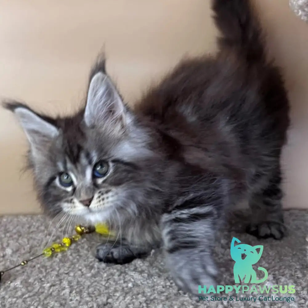 Denis Maine Coon male black silver tabby - live animals
