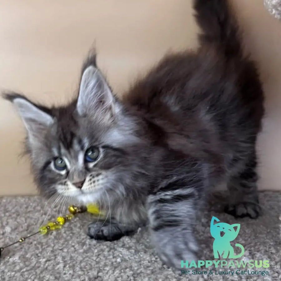 Denis Maine Coon male black silver tabby - live animals