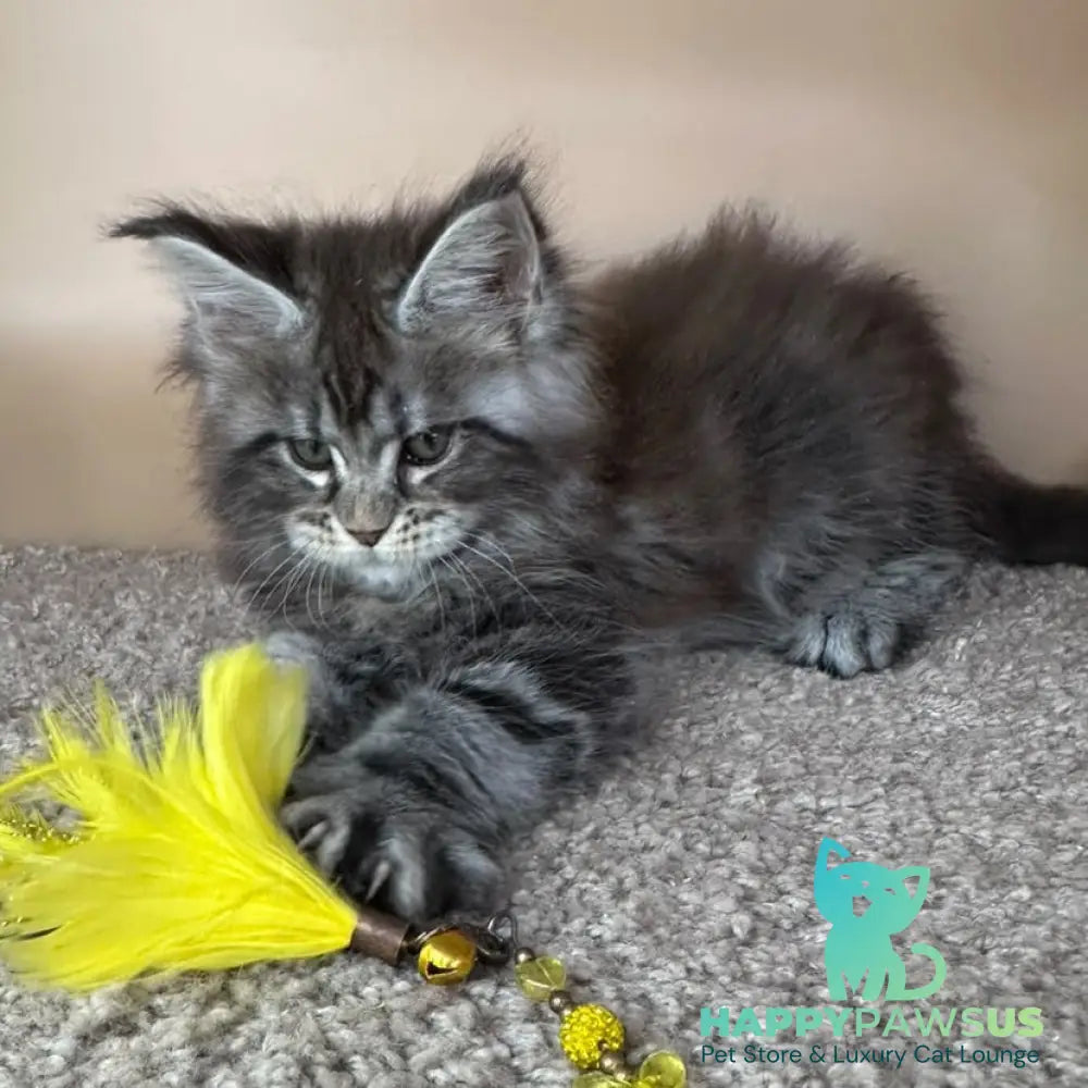 Denis Maine Coon male black silver tabby - live animals