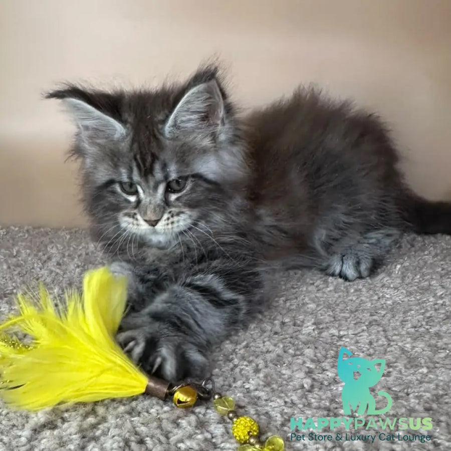 Denis Maine Coon male black silver tabby - live animals