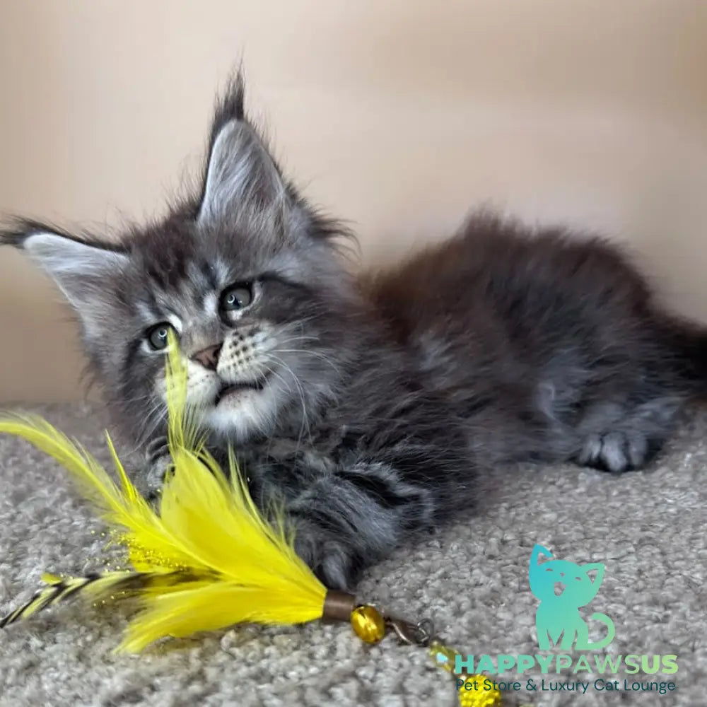 Denis Maine Coon male black silver tabby - live animals