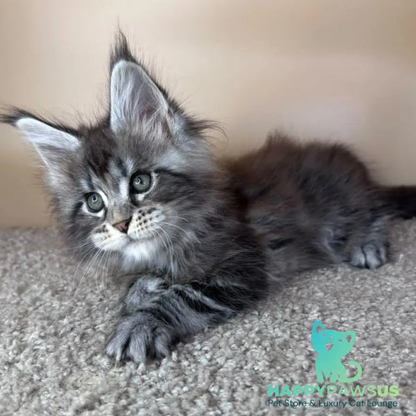 Denis Maine Coon male black silver tabby - live animals