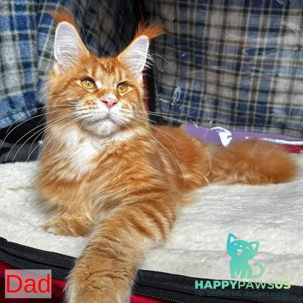 Denis Maine Coon male black silver tabby - live animals