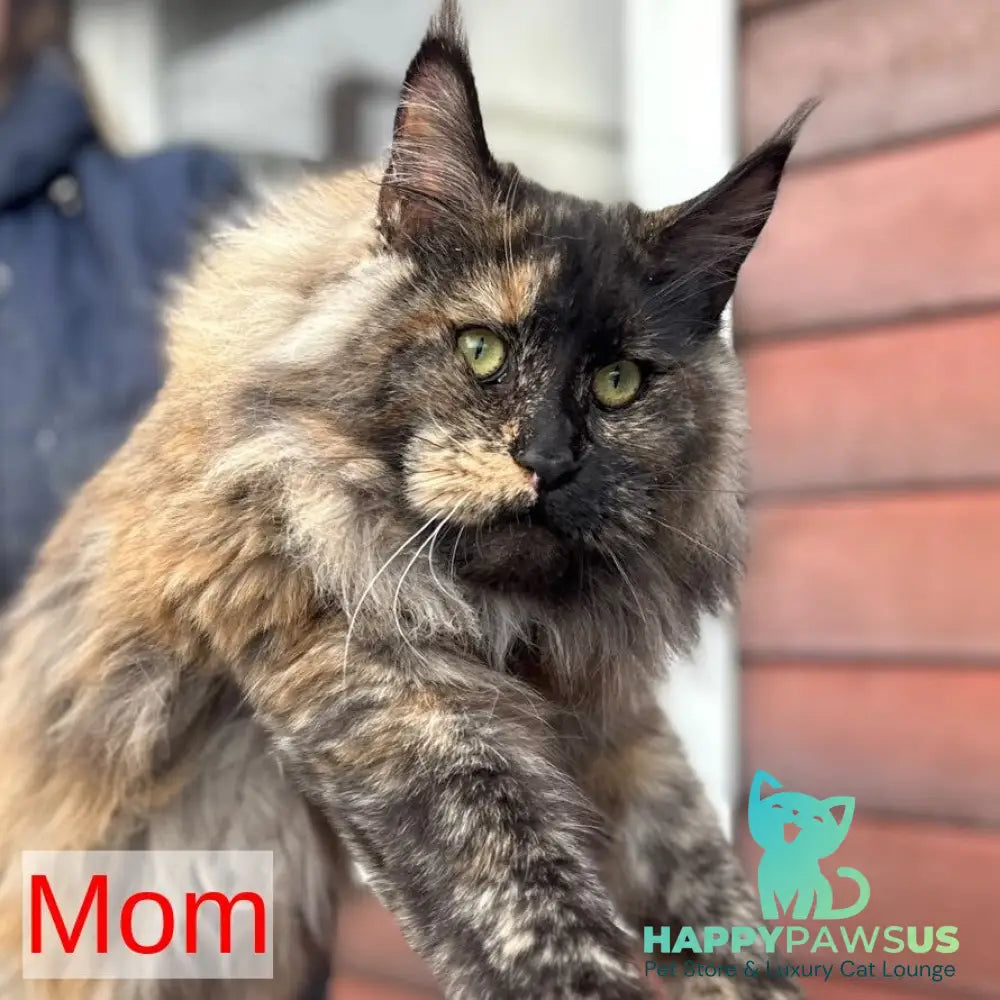 Denis Maine Coon male black silver tabby - live animals