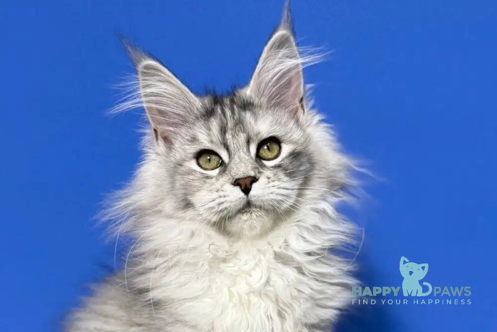 Denisa Maine Coon female black tortie silver live animals