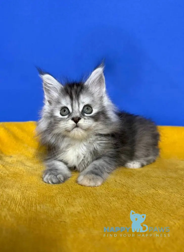 Denisa Maine Coon female black tortie silver live animals