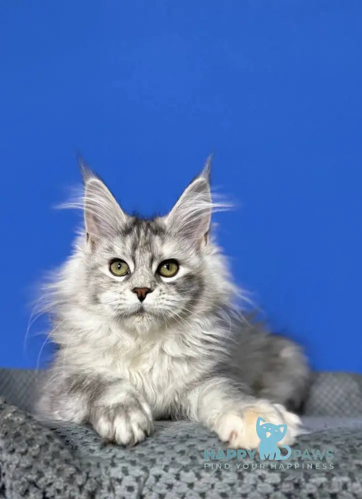 Denisa Maine Coon female black tortie silver live animals