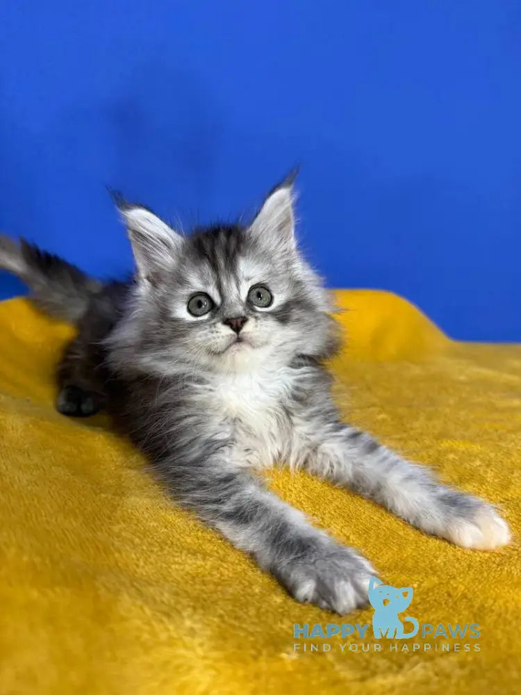 Denisa Maine Coon female black tortie silver live animals